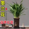 Orquídeas Flores Preciosas, Mudas de Orquídeas Perfumadas, Orquídeas Tinta, Orquídeas de Primavera, Orquídeas Jialan, Orquídeas de Quatro Estações, Flores de Interior, Plantas Verdes, Plantas em Vasos