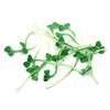Brotes de Frijol de Simulación Accesorios Japoneses y Coreanos para Sushi Brotes Verdes de PVC Adornos de Frutas y Verduras para Hotel Restaurante Juguetes Educativos para Niños