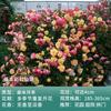 Dropshipping [] Plantones de Rosas de las Cuatro Estaciones Rosa Trepadora Flores Grandes Fragantes Jardín Plantas Trepadoras Flores Rosas