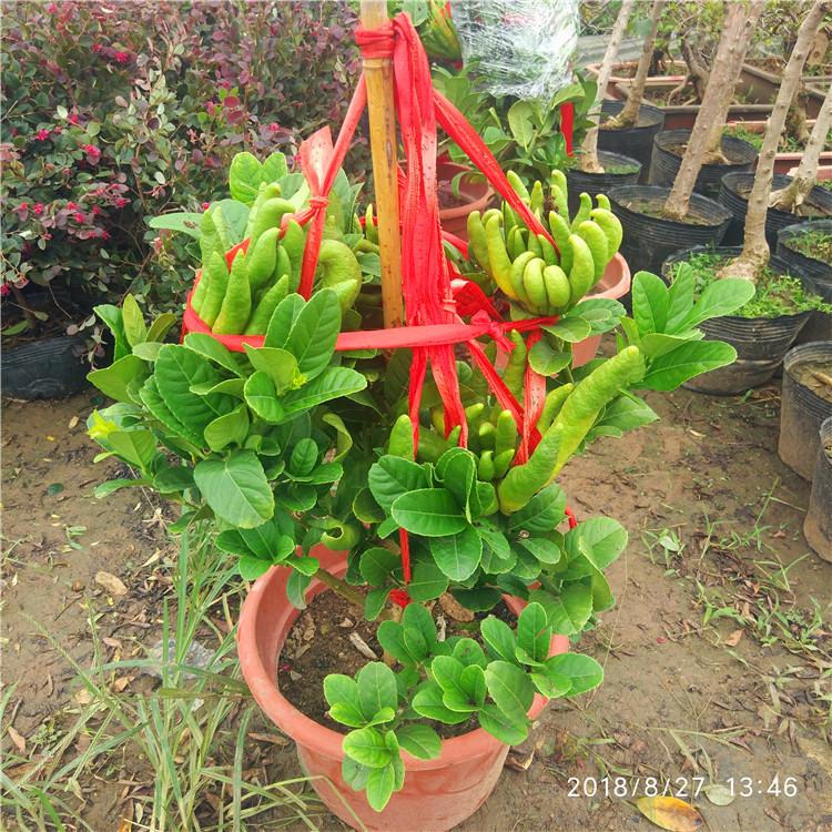 TB2CfOdaSrqK1RjSZK9XXXyypXa_!!