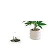 Plantas Verdes, Vasos Pequenos, Árvore da Fortuna Semelhante para Mesas de Escritório Internas, Mesas de Centro de Sala de Estar, Flores Artificiais e Arranjos Florais