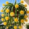 Planta en maceta de orquídea garra de cangrejo multicolor con capullos, tallo maduro exquisito de doble pétalo, una planta verde en floración que florece todo el año y es fácil de cuidar en interiores