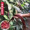 Sementes de Feijão Vagem Vermelho Extra Longo para Primavera e Outono, Sementes de Vagem Roxa, Ervilha Holandesa, Sementes de Feijão Sobrancelha Branco de Nove Grãos Não Ramificado, Adequado para Plantio em Todas as Estações, Resistente ao Calor e Resistente a Doenças