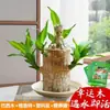 Madera Brasileña Planta Hidropónica Madera de la Suerte Interior Con Brotes Floreciendo Cuatro Estaciones Fácil de Cuidar Persona Perezosa Planta en Maceta de Escritorio Planta Pequeña Verde