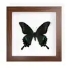 Ejemplar Raro de Mariposa Azul Enmarcado, un Precioso Ejemplar de Insecto, Regalo de Cumpleaños para Mujeres