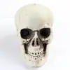 Cráneos Simulados Accesorios de Halloween Casa Embrujada Sala de Escape Decoración de Terror Broma Cosplay Adornos Venta al por Mayor desde el Fabricante
