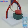 Vejiga Humana Riñón Uretral Uretral Uretral Sistema Genital Animal Vena Anatomía Modelo Urinario