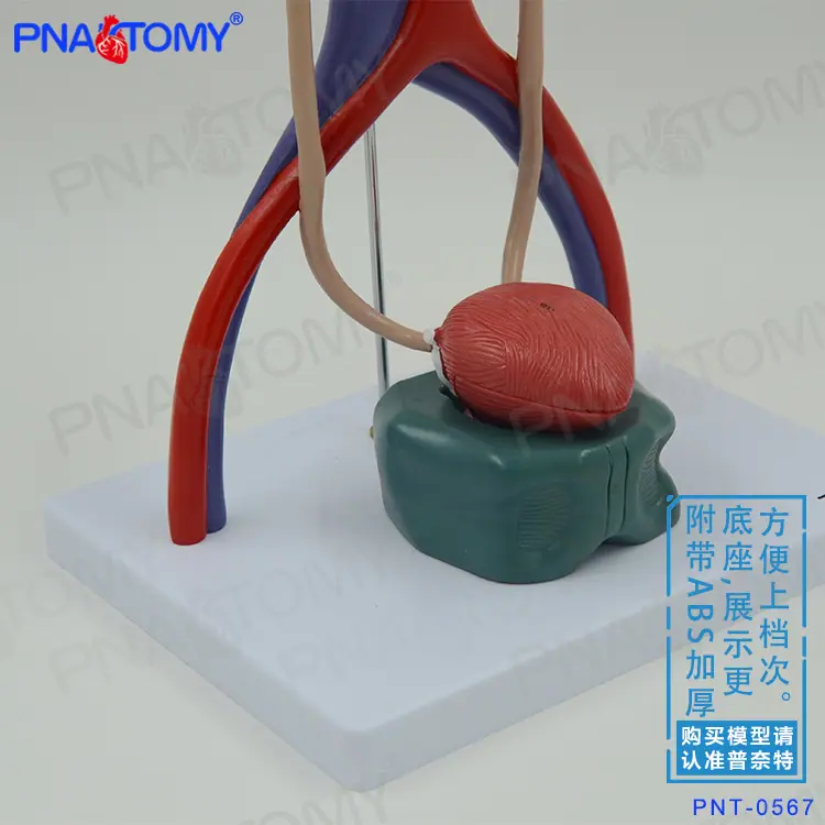 立体泌尿系统05