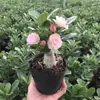 Resistente al Calor y al FríoRosa del Desierto de Flor Doble Perenne Flores de Interior en Maceta Plantas Verdes Fáciles de Cultivar Bonsái