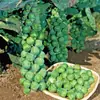 Semillas de Brócoli, Esporas, Plántulas de Repollo, Semillas de Verduras, Repollo Morado, Repollo, Repollo, Repollo, Repollo