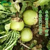 Semillas de Rábano Xinxiamei, de Piel Verde, Corazón Rojo, Tiernas, Crujientes, Dulces y Tiernas Semillas de Rábano Cultivadas en Tierras de Cultivo y Huertos