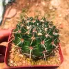 Combinación de Cactus Cactus sin Espinas Flor Suculenta Planta de Flor de Interior Planta en Maceta Pequeña Bolsillo de Estrella Fina Planta Rara