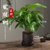 Árbol del Dinero Maceta Planta de Interior Tierra para Flores Pequeño Bonsái Cultivado en Maceta Planta Verde para Sala de Estar Oficina Fortuna Cerámica Maceta Pequeña