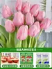 Tulipanes Hidropónicos al por Mayor 5 Grados Bulbos Grandes Resistentes al Frío para Invierno Interior/Exterior Fáciles de Cultivar para Principiantes Flores en Maceta Plantas