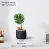 Planta Bebê de Ipê em Vaso, uma Ferramenta de Alívio de Estresse para Desktop para Trabalhadores, Fácil de Cultivar Hidroponicamente, Pequena Planta Verde Tolerante à Sombra para Banheiros