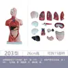 Modelo de Torso Humano Órganos Internos Pecho y Abdomen Órganos Anatomía Corazón Hígado Bazo Pulmones Riñones Cinco Vísceras y Seis Órganos Fu Ensamblaje de Enseñanza Médica