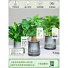 Árbol del Dinero Maceta Flores, Sala de Estar, Casa Próspera, Plantas Verdes, Fácil de Cultivar en Todas las Estaciones, Árbol del Dinero, Plantas Hidropónicas de Escritorio para Oficina