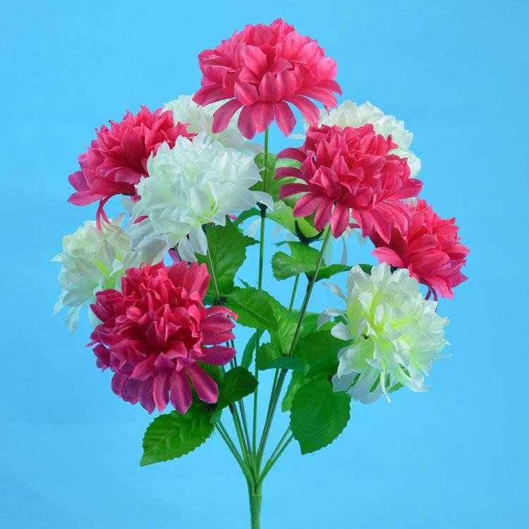 12头爪菊8.jpg