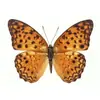 Especímenes Tridimensionales de Mariposas e Insectos Reales para la Educación Científica Infantil en Jardines de Infancia, con Alas Extendidas, Diseño de Estilo Fotográfico 1