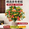 Kumquat Crocante com Entrega de Frutas Mudas em Vasos Árvores Frutíferas de Quatro Estações Mudas de Laranja Comestíveis Kumquat Crocante Sempre-Verde para Interior