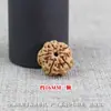 Venta al por mayor de Semillas Rudraksha Crudas, Cuentas Sueltas, Cuentas de Oración Budistas, Accesorios y Materiales para Manualidades de Cuentas DIY