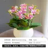 Mudas de Orquídea Phalaenopsis, Plantas de Phalaenopsis em Vasos Grandes com Botões de Flor, Plantas e Flores de Interior Fáceis de Manter o Ano Todo