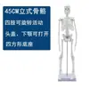 Modelo de esqueleto humano de 85 cm, modelo de columna vertebral humana desmontable, espécimen de cráneo blanco realista