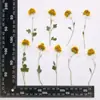 Coleção de Galhos de Flor de Crisântemo, Pacote de Material para Embossing de Flores Secas, Material para DIY Feito à Mão, Espécime de Planta, Marcador de Página Embossado com Cola