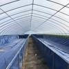 En existencia, proyecto de contratación de construcción de invernaderos para cerdos, plantación de invernaderos, invernaderos solares, instalación de invernaderos, cría de comercio exterior.