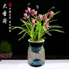 Plántulas de Orquídeas, Orquídeas, Orquídeas Rojas, Flores Fáciles de Cultivar en Todas las Estaciones, Brotes de Verano, Plantas Fragantes de Interior para Sala de Estar, Florales y Plantas Verdes, Plantas en Maceta