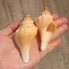 Conchas Brancas Naturais, Pequena Concha, Estrela do Mar, Suprimentos de Decoração Paisagística para Aquário 4- 10cm Conchas para Paguros Atacado