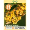 Plántula de Osmanthus en Maceta Osmanthus de Cuatro Estaciones Osmanthus Dorado Planta de Interior de Aroma Fuerte Patio Árbol Grande Dorado Maceta Flor Plantación en Suelo