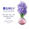 Venta al por mayor de fábrica Bulbos de jacinto Set hidropónico con botella Flores de cultivo en agua de invierno Plantas en maceta resistentes al frío Interior/Exterior