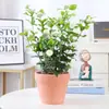 Planta de Semillero de Jazmín Cabeza de Tigre en Maceta Sala de Estar Doble Pétalo Espécimen Antiguo Fragancia Fuerte Gardenia Jiulixiang Planta Fácil de Cultivar en Cuatro Estaciones Planta Verde