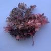 Hortensia Flor Seca Flor Eterna Material Flor Rosa Regalo de Navidad Ramo Hecho a Mano Hortensia de Madera 20g En Caja