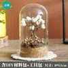 Materiais para DIY de Flores Preservadas Flores Secas Enfeites de Cúpula de Vidro Atividade de Arranjo de Flores Manual para Pais e Filhos Presentes da Temporada de Formatura Enfeites para Pendurar