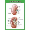Estructura Promocional Diagrama Sistema Diagrama Esquemático Anatomía Médica Órganos Humanos Cartel de Pared Corazón Órganos Internos Hospital Cuerpo Humano