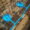 Bebedero anti-mordida para conejo caja boca de conejo cría agua potable maquinaria acero inoxidable fabricantes visón veterinario
