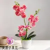 Flor Artificial Sensación Natural Phalaenopsis Bonsái Pequeño Set Flor Artificial Fabricante Planta Verde Artificial Adornos Creativos Planta en Maceta Artificial