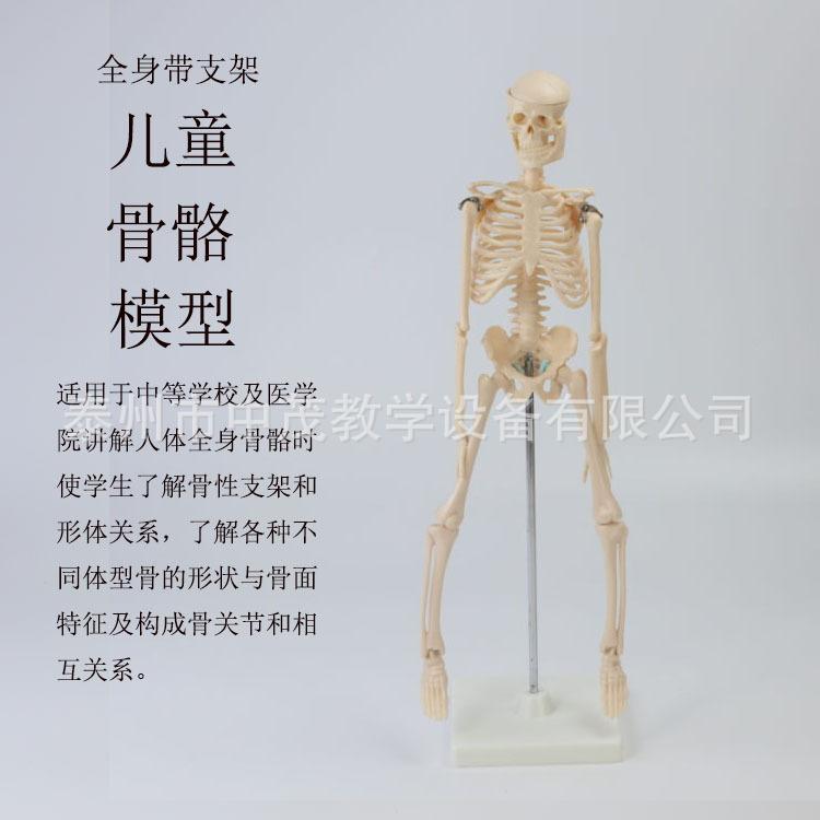 儿童骨骼 (1)