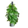 Plantas en maceta de Rábano Verde Columna se colocan en interiores en salas de estar de hoja perenne, macetas grandes de cestos verdes, plantas verdes de hojas grandes y plantas de oficina que son fáciles de cultivar plantas de follaje