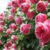 Envío Directo de Una Pieza Plántulas de Rosa Grande para Desfiles Trepadora para Balcón Rosa Trepadora de Cuatro Estaciones Planta Trepadora Rosa Planta de Rosa en Maceta