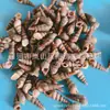 Artesanías de Caracolas Naturales Vendidas por Libra para Acuarios, Fotografía, Educación de Estudiantes y Niños, Minería y Uso Marino