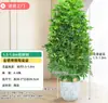 Árvore Bico de Pato de Grande Porte Que Atrai Riqueza de Todas as Direções, Planta de Vaso para Sala de Estar Interna Fácil de Cuidar, Sempre Verde o Ano Todo, em Formato de Torre