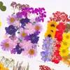 Materiales para manualidades con flores secas, especímenes de plantas de flores prensadas, marcapáginas hechos a mano para maquillaje facial, kits de materiales para pintura con flores prensadas, flores reales naturales