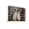 Modelo de Órgano Pulmonar de Cristal con Anatomía Tallada Diagrama 3D Adornos de Accesorios Médicos Enseñanza de Escuela de Medicina Regalo Conmemorativo