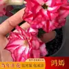 Planta em Vaso Rosa do Deserto com Pétalas Duplas e Botões de Flor, Planta Suculenta Extra Grande, Planta Verde de Interior, Bonsai Premium de Dez Anos