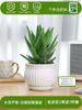 Envío directo Aloe Vera en maceta Interior Dormitorio Purificador de aire Resistente a la sequía Florales y Plantas Verdes Escritorio de oficina Buen almacenamiento