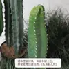 Cacto Artificial Planta Verde Decorativa em Vaso Biónica Tropical Desértica Pacote de Paisagismo Combinação Falso Cactus