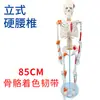 Modelo de Esqueleto Humano de 85cm Esqueleto Adulto de Corpo Inteiro de 170cm Modelo Humano Esqueleto Pequeno Modelo de Coluna Vertebral para Ensino